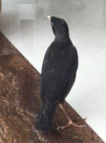 娱乐吃瓜小八哥是谁啊视频,网络红人的崛起之路